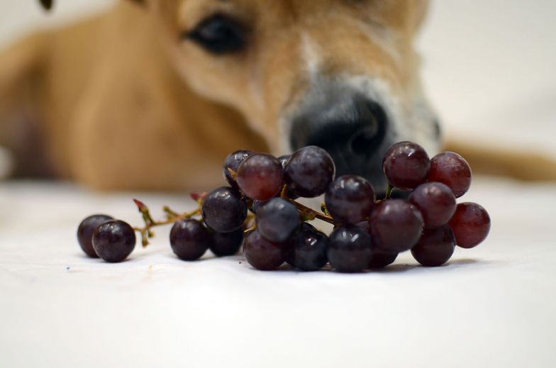 Можно ли давать собакам виноград? Почему нельзя кормить виноградом?